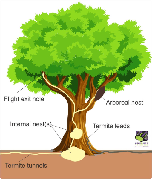 Termite-nest-in-a-tree-diagram
